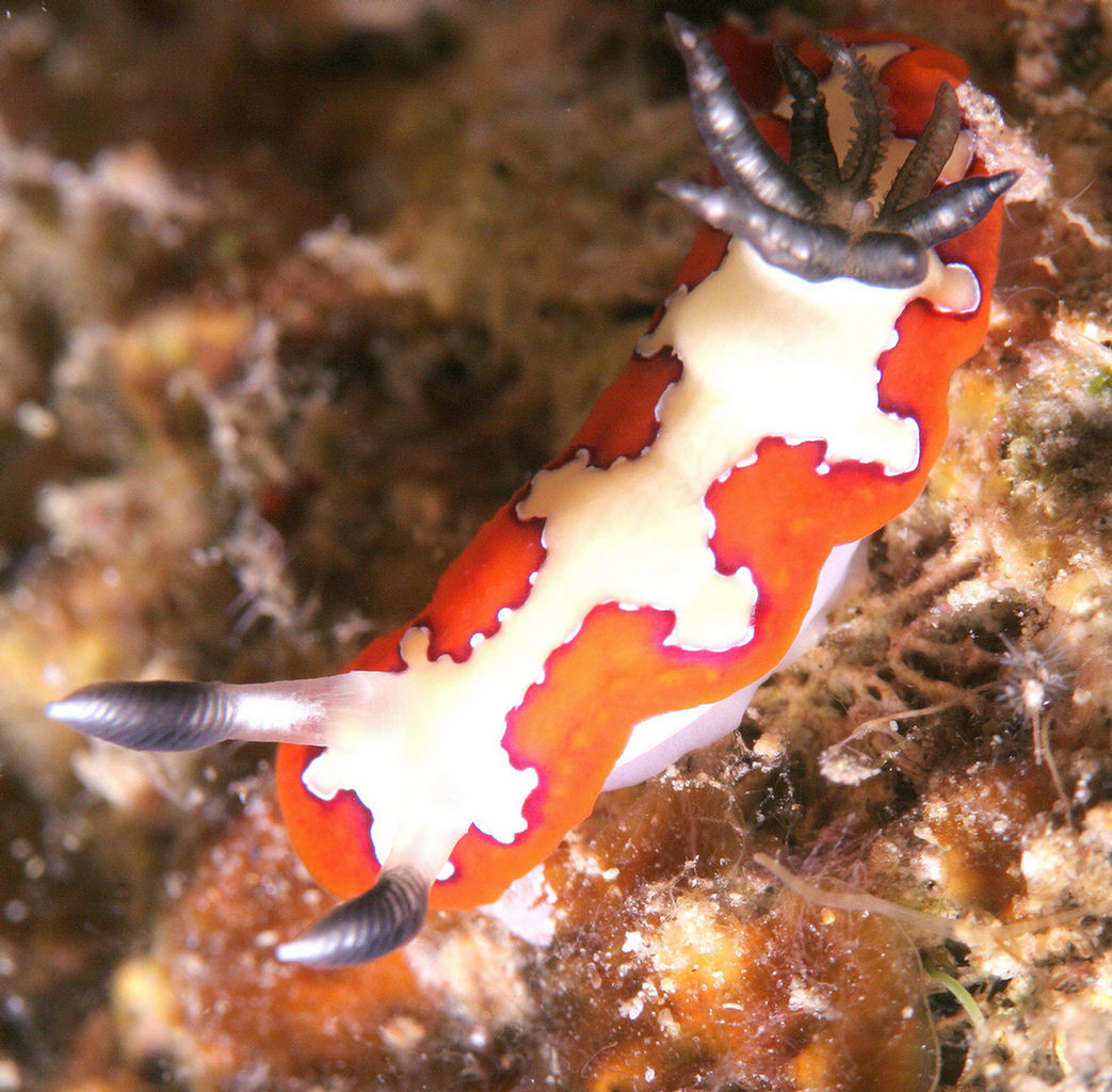 Chromodoris fidelis